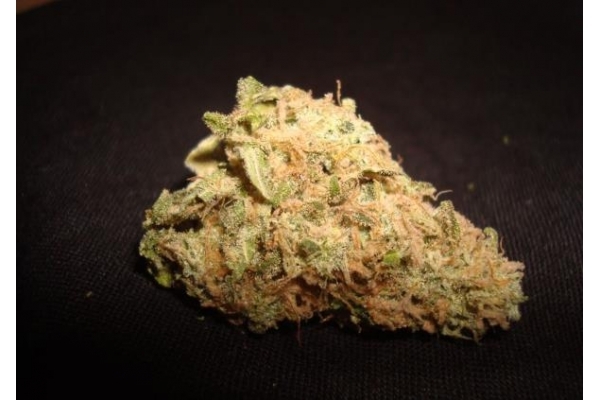 Ice (Royal Queen Seeds) feminizowane