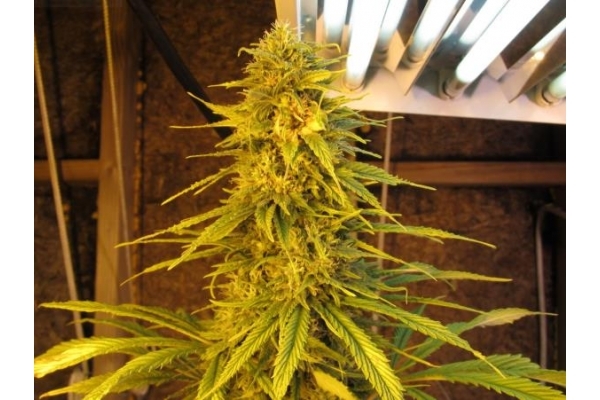 Ice (Royal Queen Seeds) feminizowane