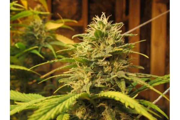 Ice (Royal Queen Seeds) feminizowane