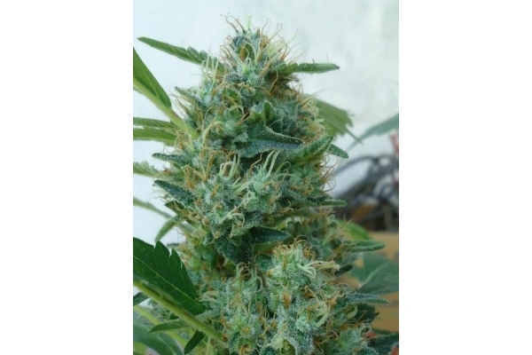Fruit Spirit (Royal Queen Seeds) feminizowane