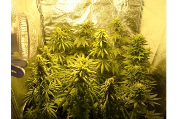 Fruit Spirit (Royal Queen Seeds) feminizowane
