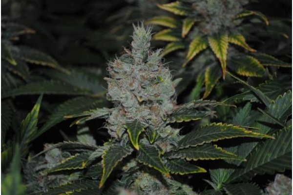 Fruit Spirit (Royal Queen Seeds) feminizowane