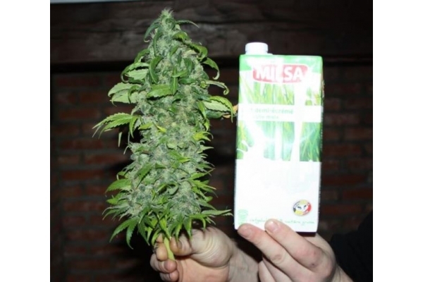 Fruit Spirit (Royal Queen Seeds) feminizowane