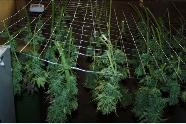 Fruit Spirit (Royal Queen Seeds) feminizowane