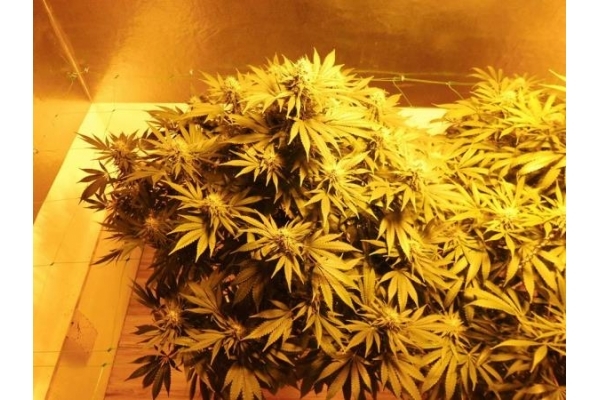 Fruit Spirit (Royal Queen Seeds) feminizowane