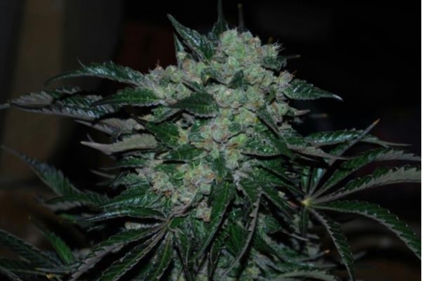 Power Flower (Royal Queen Seeds) nasiona marihuany feminizowane