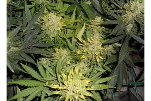 Power Flower (Royal Queen Seeds) nasiona marihuany feminizowane