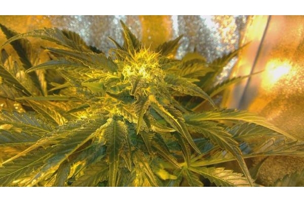 Power Flower (Royal Queen Seeds) nasiona marihuany feminizowane