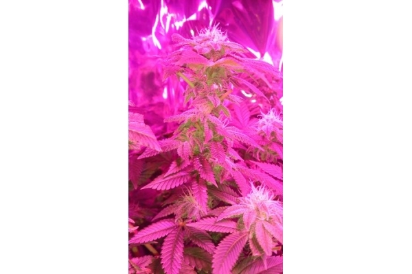 Power Flower (Royal Queen Seeds) nasiona marihuany feminizowane