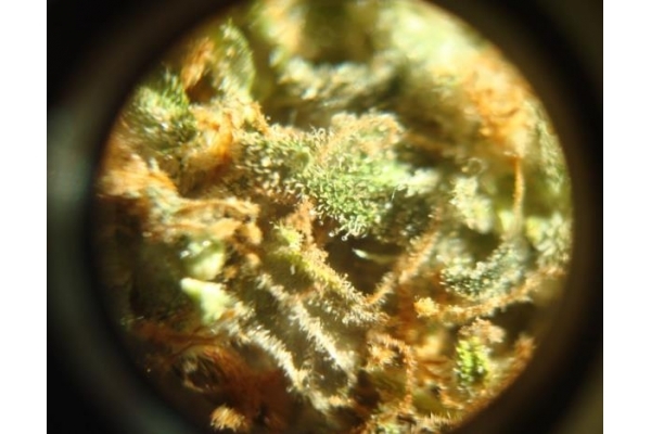 Power Flower (Royal Queen Seeds) nasiona marihuany feminizowane