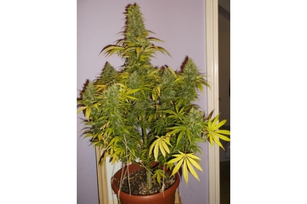 Shining Silver Haze (Royal Queen Seeds) feminizowane