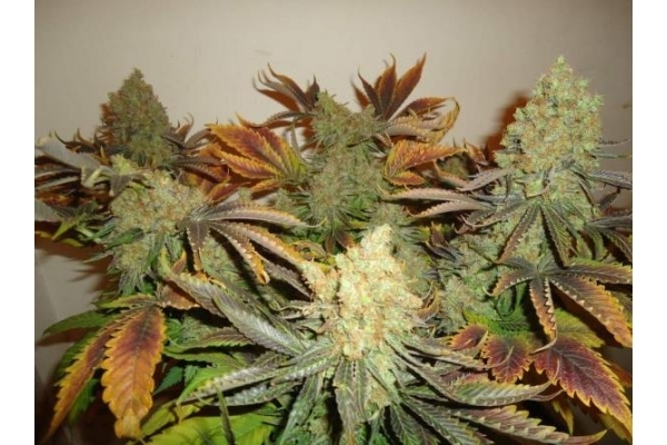 Shining Silver Haze (Royal Queen Seeds) feminizowane