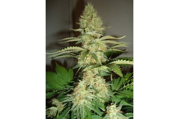 Shining Silver Haze (Royal Queen Seeds) feminizowane