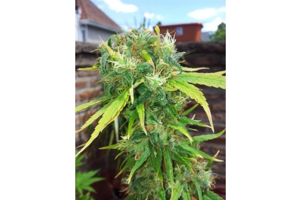 Shining Silver Haze (Royal Queen Seeds) feminizowane