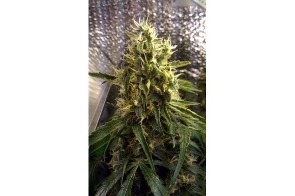 Shining Silver Haze (Royal Queen Seeds) feminizowane