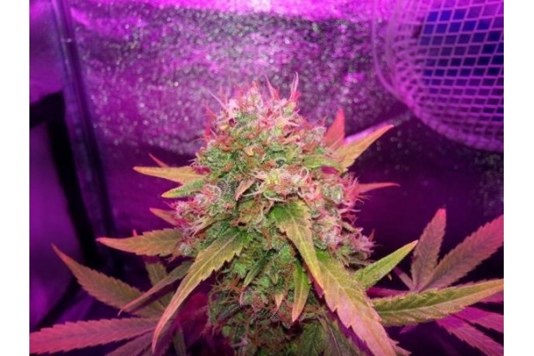 Shining Silver Haze (Royal Queen Seeds) feminizowane