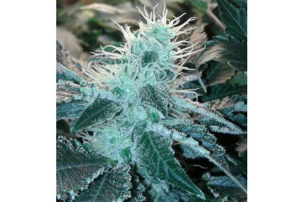 Blue Mystic (Royal Queen Seeds) feminizowane