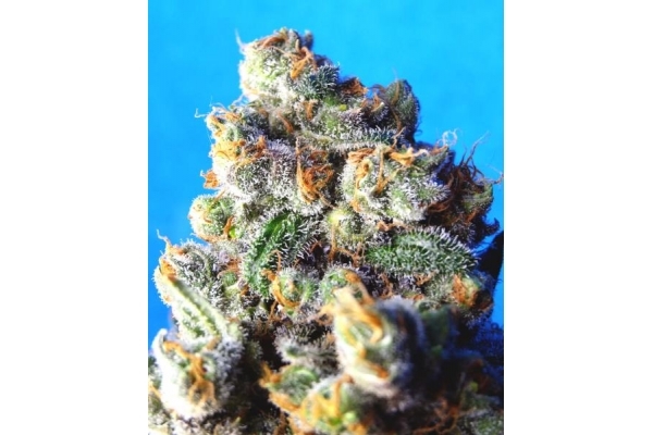 Blue Mystic (Royal Queen Seeds) feminizowane