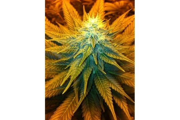 Blue Mystic (Royal Queen Seeds) feminizowane
