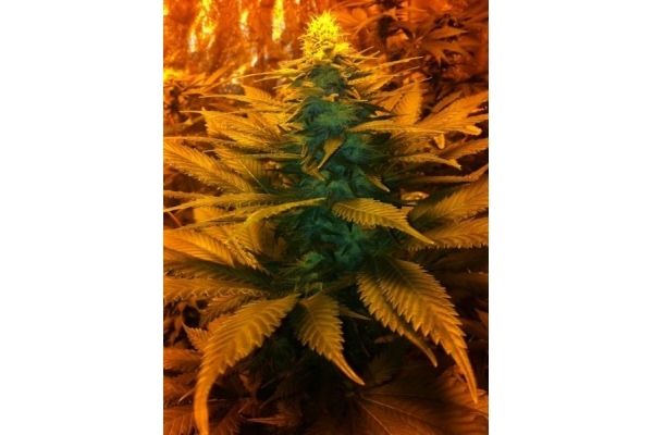 Blue Mystic (Royal Queen Seeds) feminizowane