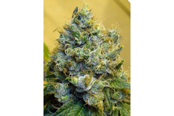 Blue Mystic (Royal Queen Seeds) feminizowane