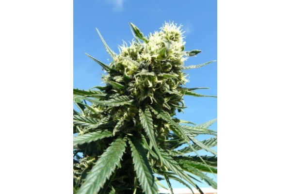 Northern Light (Royal Queen Seeds) feminizowane