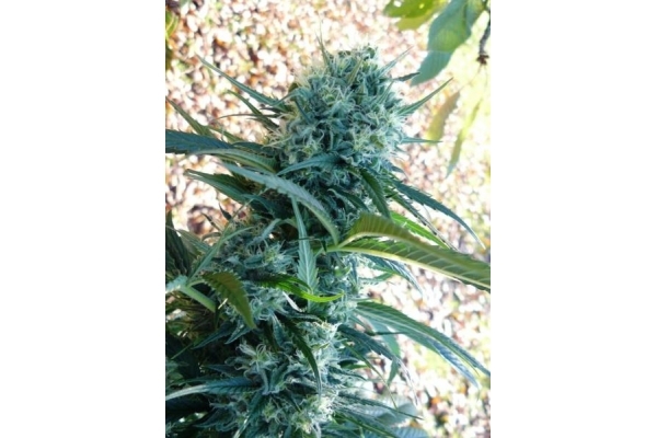 Northern Light (Royal Queen Seeds) feminizowane