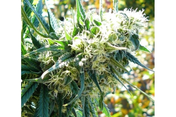 Northern Light (Royal Queen Seeds) feminizowane