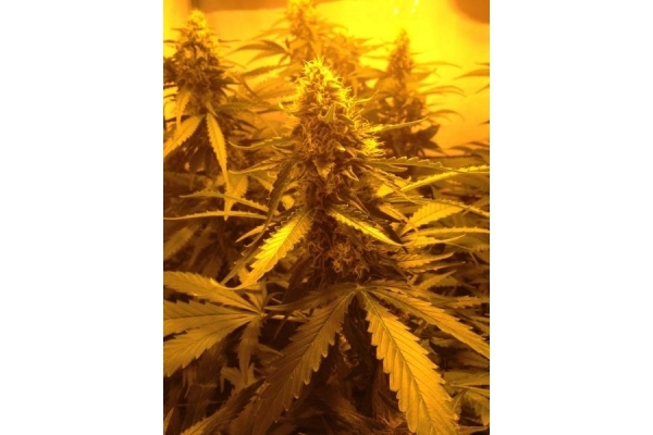 Northern Light (Royal Queen Seeds) feminizowane