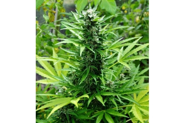 Northern Light (Royal Queen Seeds) feminizowane