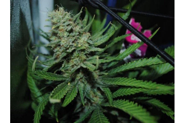 Critical (Royal Queen Seeds) feminizowane