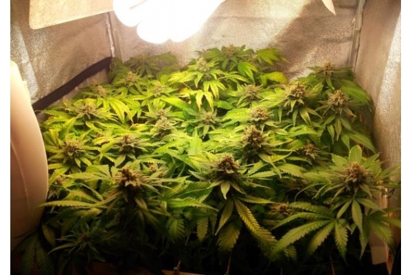 Critical (Royal Queen Seeds) feminizowane