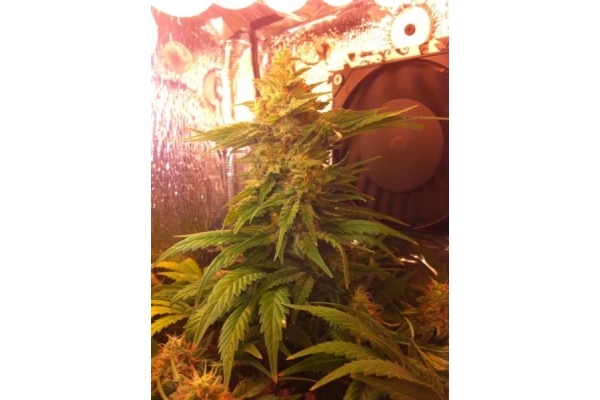 Critical (Royal Queen Seeds) feminizowane