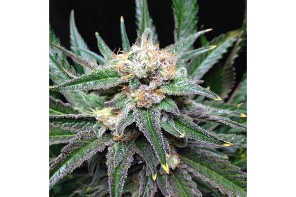 Critical (Royal Queen Seeds) feminizowane