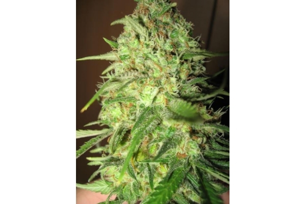 Critical (Royal Queen Seeds) feminizowane