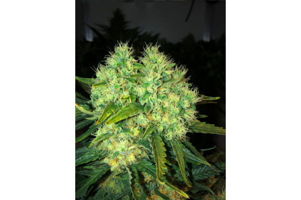 Critical (Royal Queen Seeds) feminizowane
