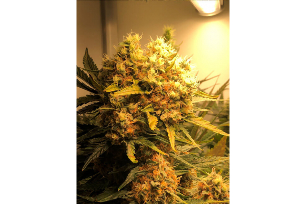 Critical (Royal Queen Seeds) feminizowane