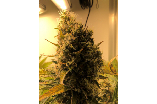 Critical (Royal Queen Seeds) feminizowane