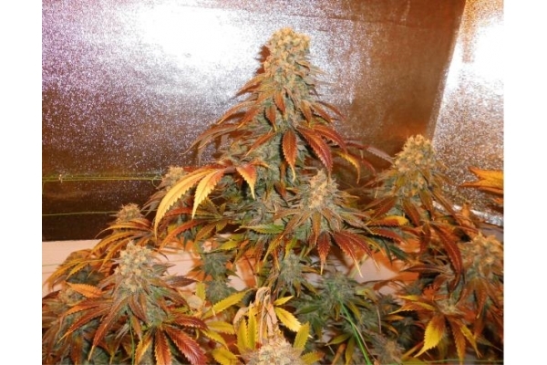 Royal Moby (Royal Queen Seeds) feminizowane