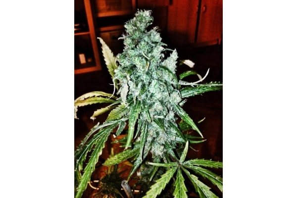 Royal Moby (Royal Queen Seeds) feminizowane