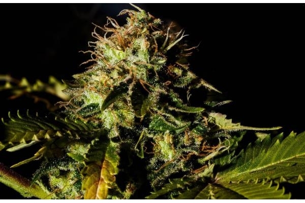 Royal Moby (Royal Queen Seeds) feminizowane