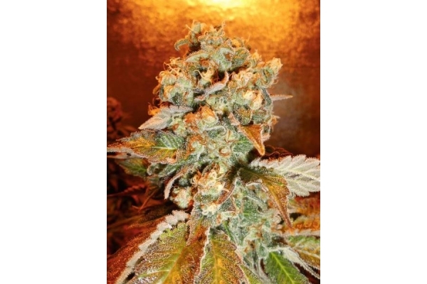 Royal Moby (Royal Queen Seeds) feminizowane