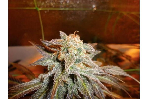 Royal Moby (Royal Queen Seeds) feminizowane