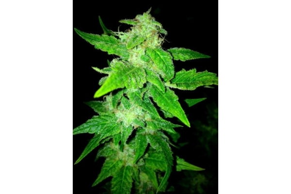 OG Kush (Royal Queen Seeds) feminizowane OG Kush (Royal Queen Seeds) feminizowane
