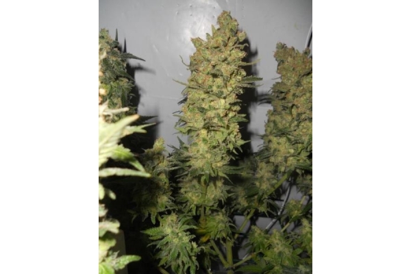 OG Kush (Royal Queen Seeds) feminizowane OG Kush (Royal Queen Seeds) feminizowane