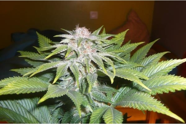 OG Kush (Royal Queen Seeds) feminizowane OG Kush (Royal Queen Seeds) feminizowane