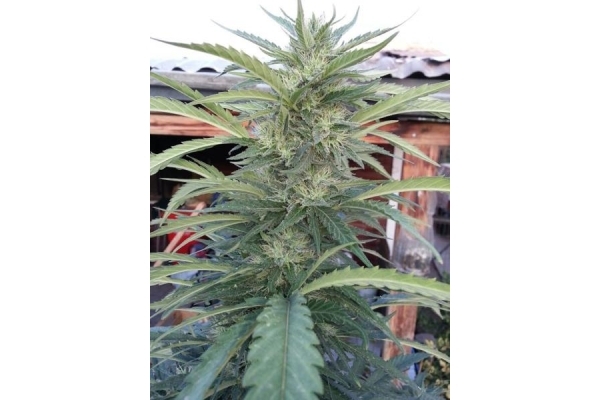 OG Kush (Royal Queen Seeds) feminizowane OG Kush (Royal Queen Seeds) feminizowane