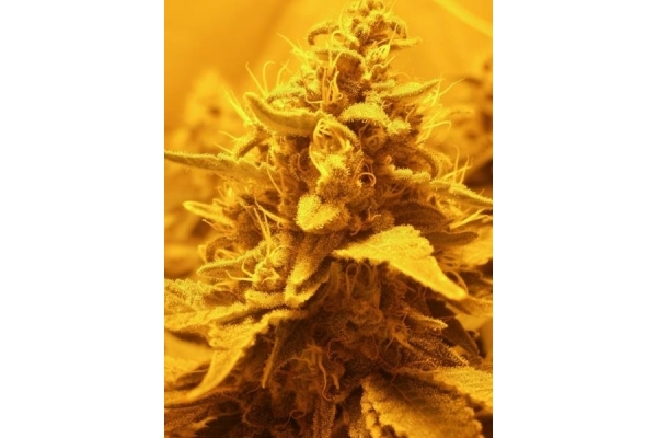 OG Kush (Royal Queen Seeds) feminizowane OG Kush (Royal Queen Seeds) feminizowane