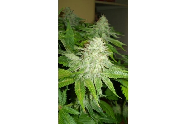 OG Kush (Royal Queen Seeds) feminizowane