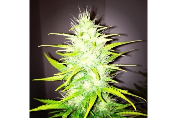 Royal Dwarf Automat (Royal Queen Seeds) feminizowane Royal Dwarf Automat (Royal Queen Seeds) feminizowane